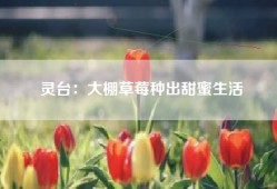灵台：大棚草莓种出甜蜜生活